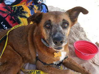 What to Do if You Have to Leave Your Pet in a Shelter During an Evacuation