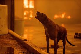 Emergency Animal Sheltering Sites for Los Angeles County Wildfires