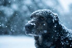 How to Keep Pets Safe During a Winter Storm