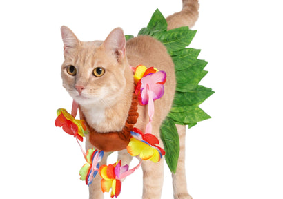 The Psychology of Pet Costumes