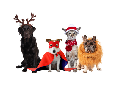 How to Choose the Perfect Costume for Your Pet: A Size and Comfort Guide